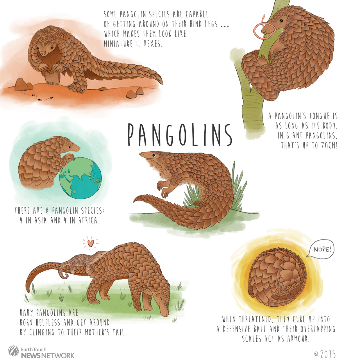 Sunda Pangolins are critically endangered species of Vietnam | The Unposted Letters1180 x 1249